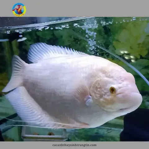 Phát Tài Nhỏ - Cá Cảnh Thủy Sinh Trung Tín