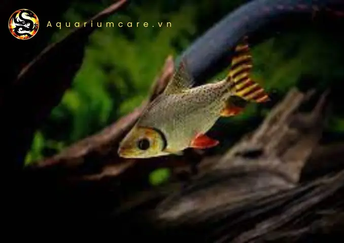 Bệnh Đầy Bụng