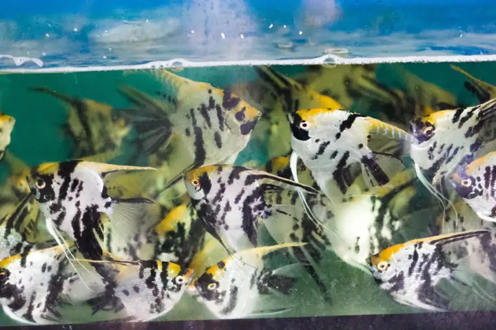 Cửa Hàng Cá Cảnh