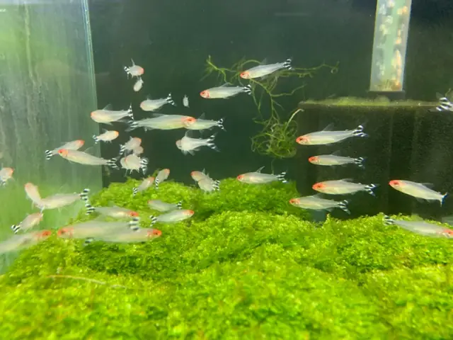 Top 5 Cửa Hàng Cá Cảnh Hàng Đầu Cho Người Yêu Cá Ở Phú Quốc