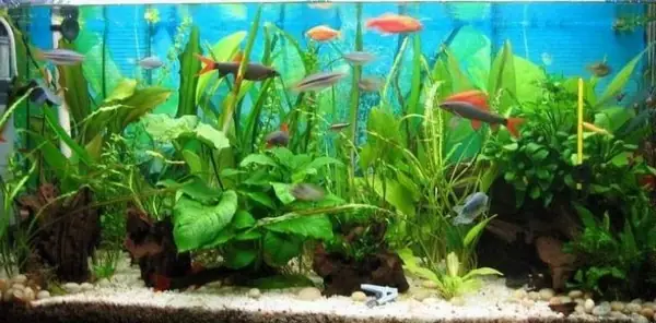 Top 5 Cửa Hàng Cá Cảnh Hàng Đầu Cho Người Yêu Cá Ở Phú Quốc