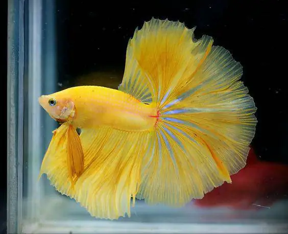 Cá Cảnh Phúc Lộc Thọ: Ý Nghĩa Phong Thủy & Cẩm Nang Nuôi Chi Tiết Từ A-z