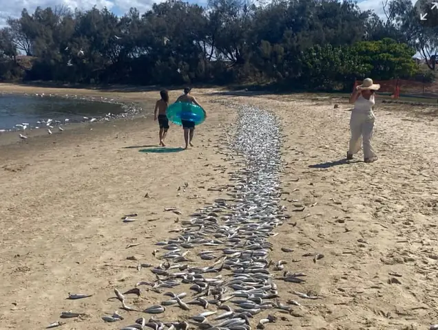 Cá Cảnh Phương Anh: Bí Mật Về Tiệm Cá Cảnh Gia Đình Nức Tiếng Quận 12