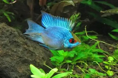 Cá Phượng Hoàng Lam