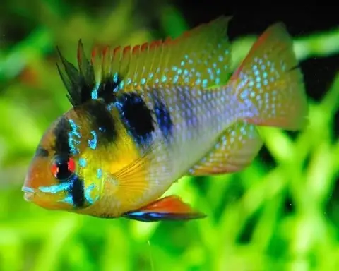 Cá Phượng Hoàng Ngũ Sắc