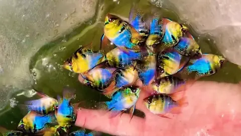 *****cá Phượng Hoàng- Cá Thủy Sinh- Cá Cảnh Thiên Phước***thông Tin Cá Cảnhnguồn Gốc Của Cá Phượng Hoàng