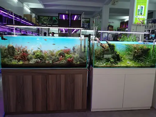 Thủy Sinh Tím – Nguyễn Bỉnh Khiêm