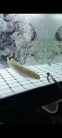 Nuôi Cá Cảnh Quận Bình Tân Có Trách Nhiệm?