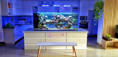 Cá Cảnh Quận Bình Tân