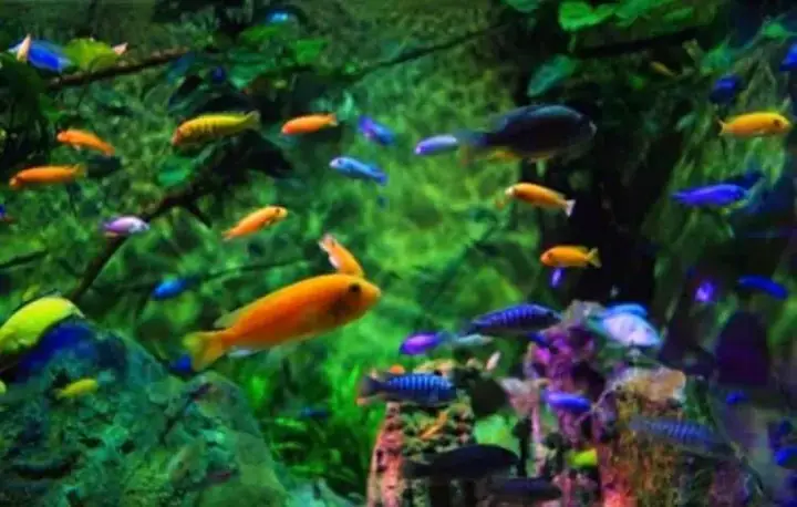 Top 4 Địa Điểm Mua Cá Cảnh Và Bể Cá Đẹp, Uy Tín Nhất Tại Bình Định