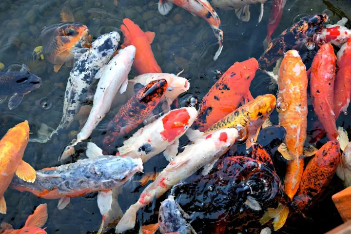 Cá Koi