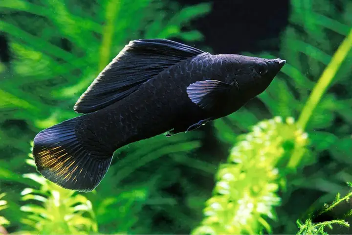 Cá Hắc Ma Lợi