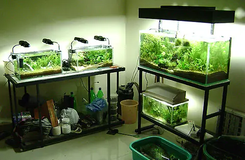 Top 5 Cửa Hàng Bể Cá Cảnh Uy Tín Nhất Thành Phố Vinh 2025 Top 5 Cửa Hàng Bể Cá Cảnh Uy Tín Nhất Thành Phố Vinh 2025