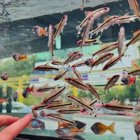 Bước 3: Cắm Cây & Cho Nước Vào Bể