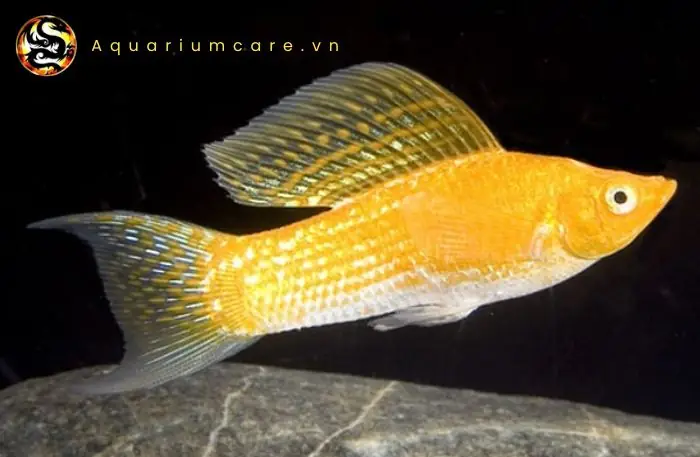 Cách Nuôi Cá Trân Châu Đơn Giản Tại Nhà