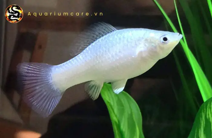 Cách Nuôi Cá Trân Châu Đơn Giản Tại Nhà