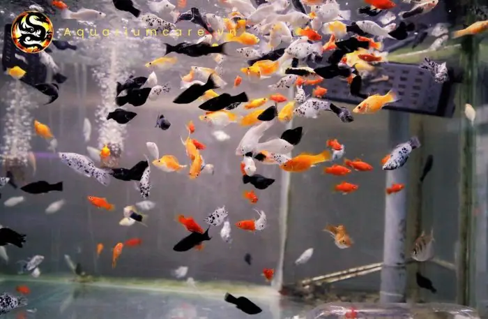 Cá Cảnh Trân Châu