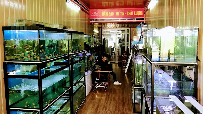 Cửa Hàng Cá Cảnh Tuấn Phong 2