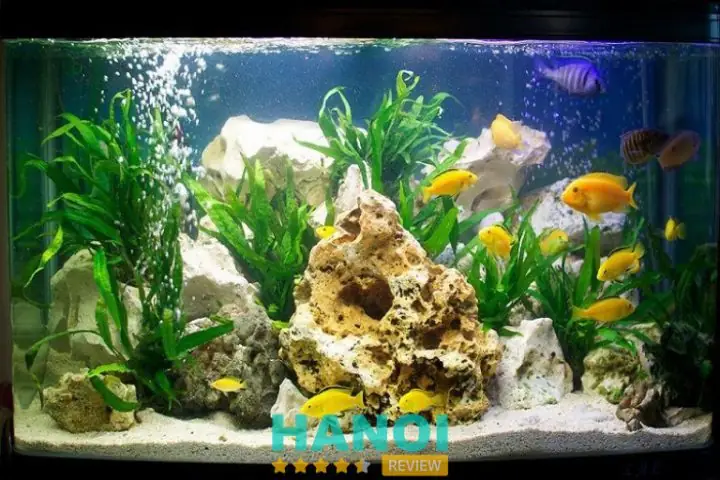 Lịch Sử Hình Thành Và Uy Tín Vững Chắc Củacá Cảnh Tuấn Phong