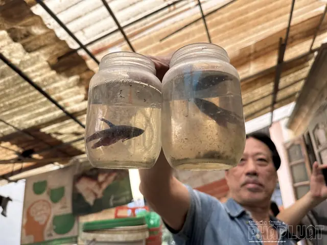 Làng Yên Phụ - Nơi Lưu Truyền Thú Chơi Cá Cảnh Của Người Hà Nội