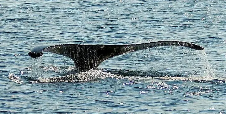 Cá Cao Lưng Hùng Vĩ: Loài Cá Voi Biển Thần Bí Và Cuộc Sống Trên Những Đại Dương