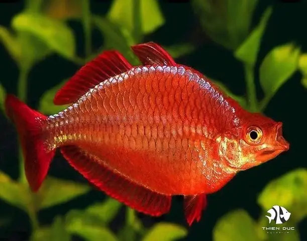 Cá Cầu Vồng Đỏ: Sinh Thái, Cách Nuôi & Bí Quyết Làm Nổi Bật Màu Sắc