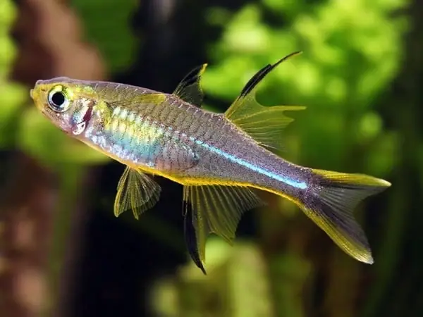 Cá Cầu Vồng Celebes (marosatherina Ladigesi)