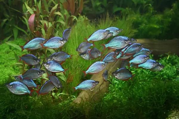 Cá Cầu Vồng Xanh Sinh Sản: Hướng Dẫn Chi Tiết Từ A-z