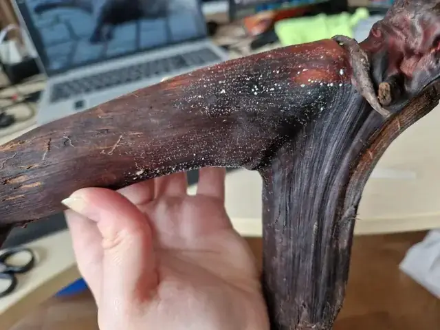 Cá Chà Bồn Là Gì: Đặc Điểm, Phân Loại Và Môi Trường Sống ...