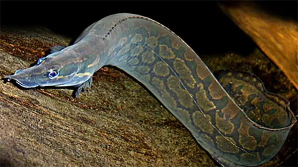 Cá Chạch Chấu Sông Đà