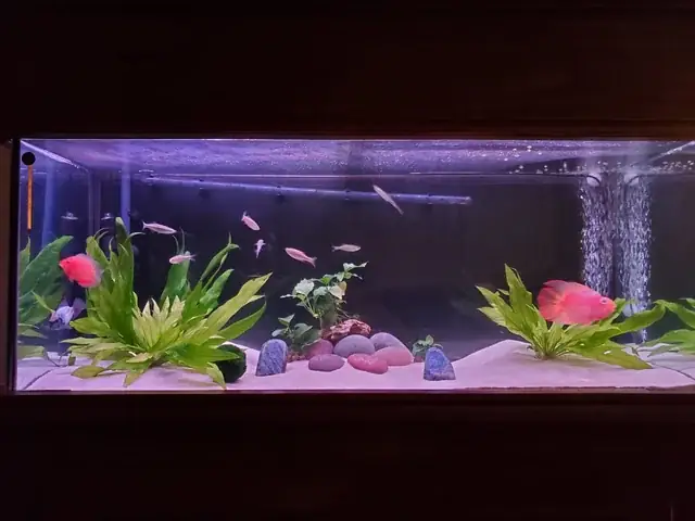 Cá Chạch Khổng Lồ: Loài Cá Nước Ngọt Bí Ẩn Và Những Điều Chưa Biết