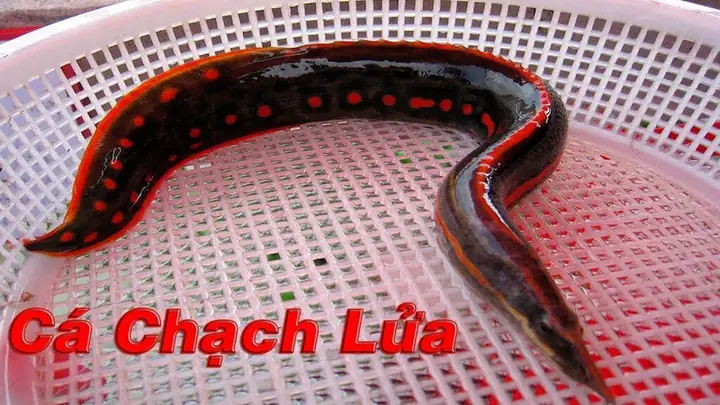 Cá Chạch Lửa