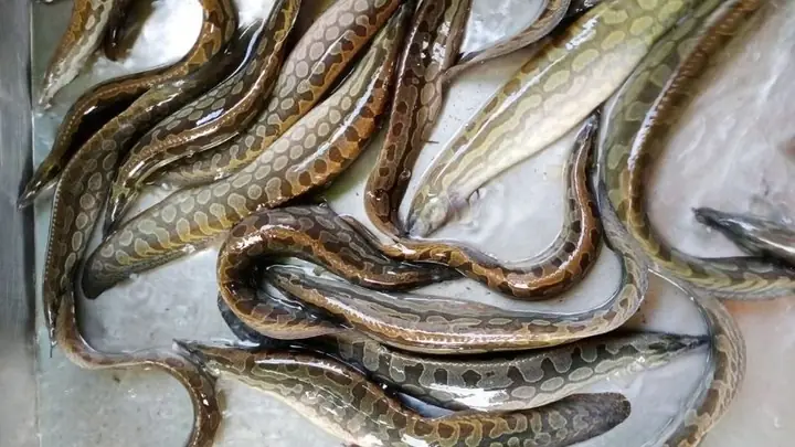 Mẹo Mua Cá Chạch Ngon, Chắc Thịt