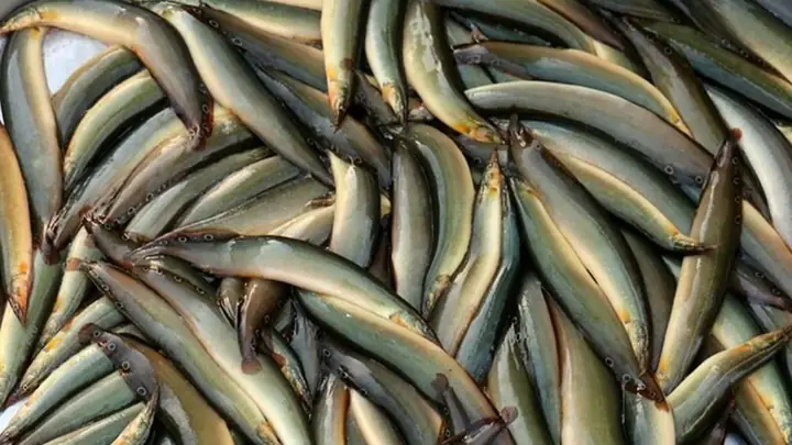 Cá Chạch Là Cá Gì?