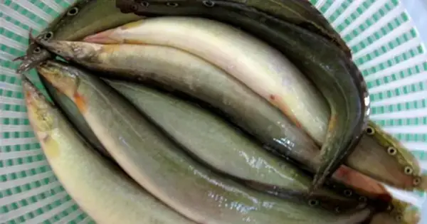 Đặc Điểm Sinh Học Và Tập Tính Của Cá Chạch Lá Tre