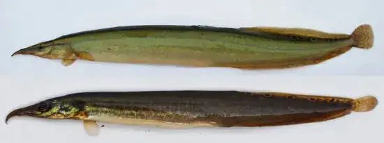 Giới Thiệu Tổng Quan Về Cá Chạch Lá Tre