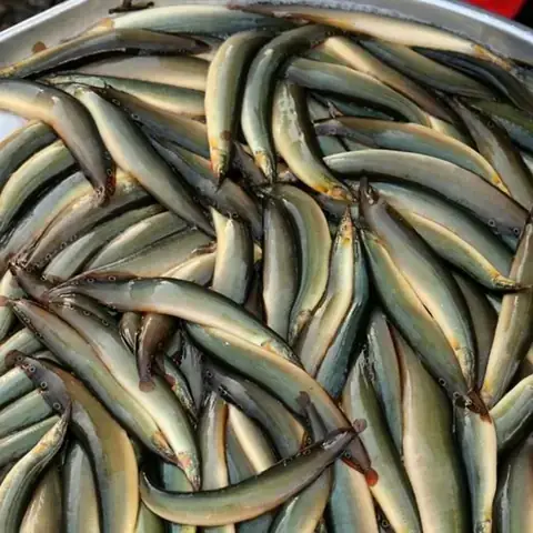 Môi Trường Sống Tự Nhiên Và Các Yếu Tố Ảnh Hưởng