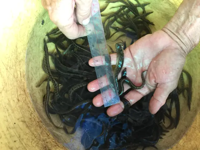 Cá Chạch Lấu Giống Tốt, Ship Hàng Toàn Quốc