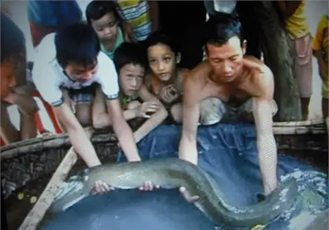 Bắt Được Chạch "khủng" Ở Hà Tĩnh - Khoahoc.tv