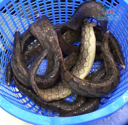 Cá Chạch Lấu Khủng