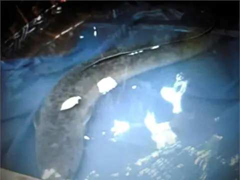 Bắt Được Chạch "khủng" Ở Hà Tĩnh