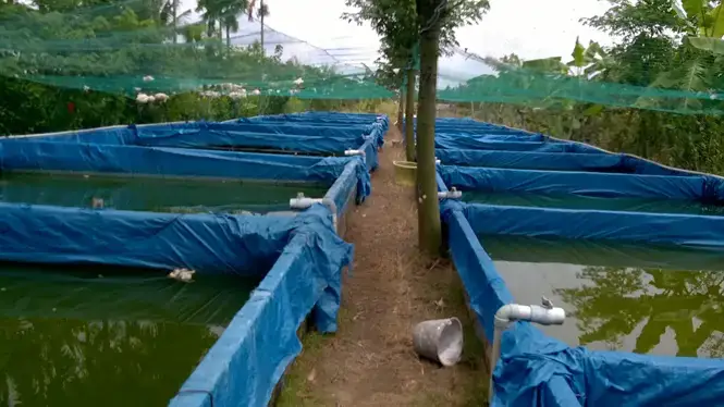 Chuẩn Bị Môi Trường Sống Lý Tưởng Cho Cá Chạch Lấu Nuôi Kiểng Chuẩn Bị Môi Trường Sống Lý Tưởng Cho Cá Chạch Lấu Nuôi Kiểng