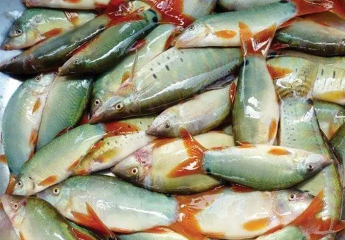 Mô Hình Nuôi Cá Chạch Lấu Ghép Cá Heo Sông Đuôi Đỏ Mang Lại Giá Trị Kinh Tế Cao