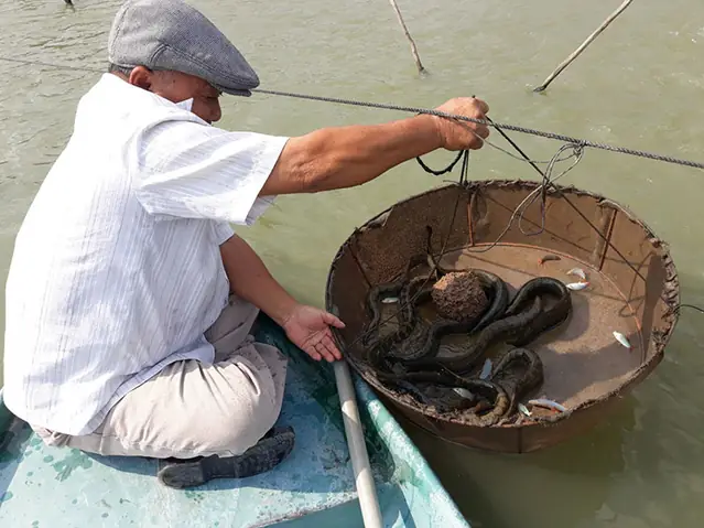 Mô Hình Nuôi Cá Chạch Lấu Ghép Cá Heo Sông Đuôi Đỏ Mang Lại Giá Trị Kinh Tế Cao