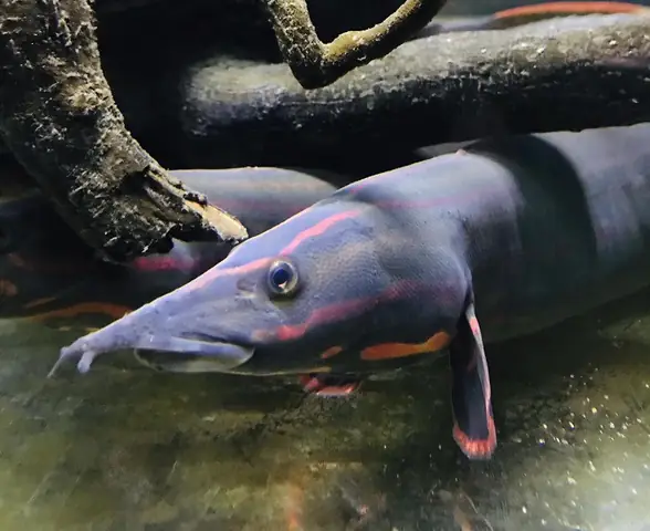 Cá Chạch Lửa Giá Bao Nhiêu? Khám Phá Loài Cá Quý Hiếm Và Hy Vọng Nuôi Trồng Mới