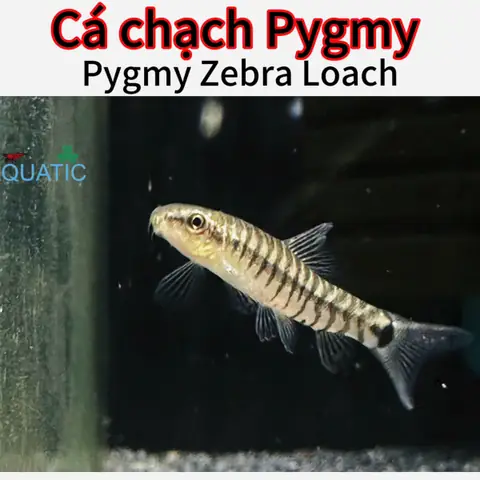 Cá Chạch Thủy Sinh: Loài Cá Nhỏ Ít Người Biết Nhưng Cực Kỳ Hấp Dẫn Cho Bể Cá Cảnh