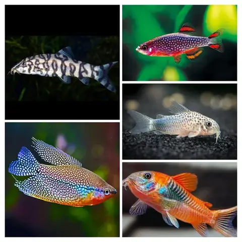 Cá Chạch Thủy Sinh: Loài Cá Nhỏ Ít Người Biết Nhưng Cực Kỳ Hấp Dẫn Cho Bể Cá Cảnh