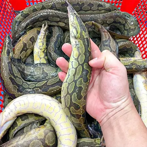 Cá Chạch To Nhất Thế Giới Là Gì? Đặc Điểm Và Môi Trường Sống Cá Chạch To Nhất Thế Giới Là Gì? Đặc Điểm Và Môi Trường Sống