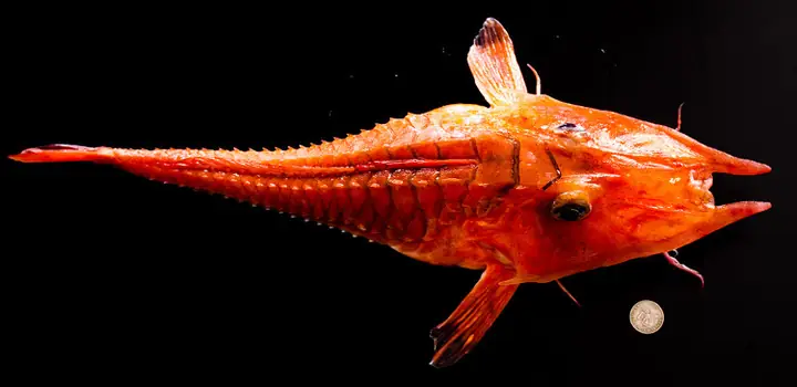 Soi Loài Cá Biển "bọc Thép" Cực Hiếm, Siêu Dị Ở Việt Nam Soi Loài Cá Biển "bọc Thép" Cực Hiếm, Siêu Dị Ở Việt Nam