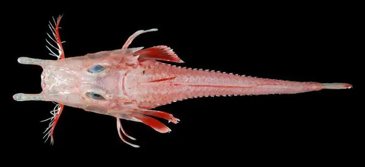 Soi Loài Cá Biển "bọc Thép" Cực Hiếm, Siêu Dị Ở Việt Nam Soi Loài Cá Biển "bọc Thép" Cực Hiếm, Siêu Dị Ở Việt Nam